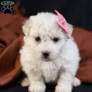 Brianna, Bichon Frise Puppy